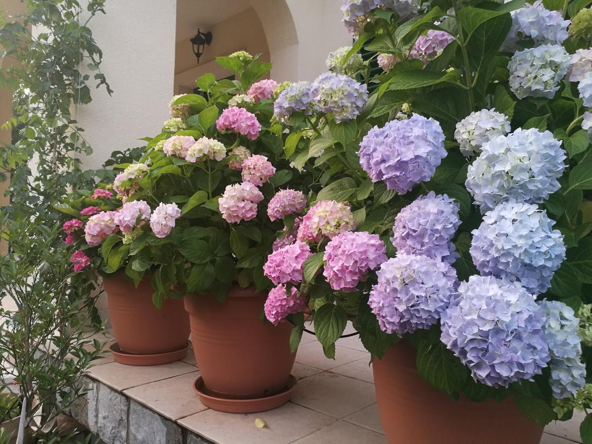 Apartment Barbina Kaštelina Sveti Juraj Bagian luar foto
